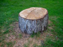 How Our Tree Care Process Works  in  Mastic Beach, NY