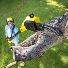  Mastic Beach, NY Tree Care Pros
