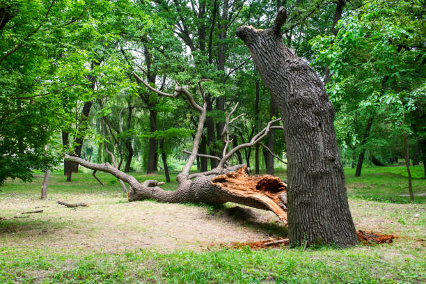 Best Lawn Renovation and Restoration  in Mastic Beach, NY