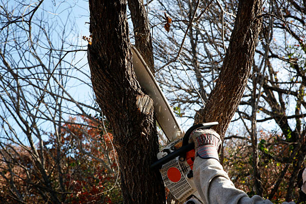 Best Tree Mulching  in Mastic Beach, NY