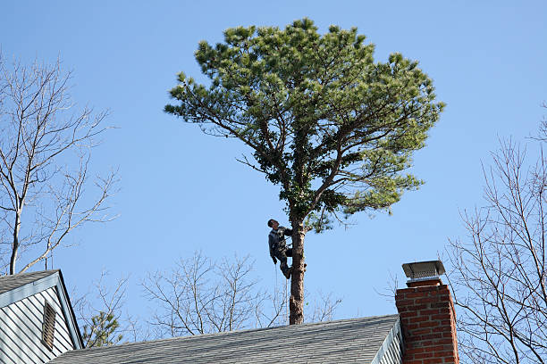 Mastic Beach, NY Tree Care Company
